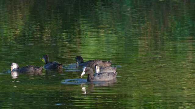 Waterfowl birds in their habitat at lake or river. Nature background with ducks in pond. Eurasian coot bird Fulica atra with her chicks. Black Eurasian coot swimming in water