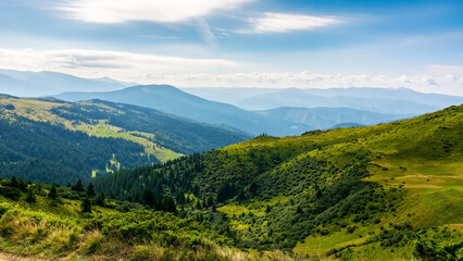 Fototapeta na wymiar forested hills of carpathian mountains. view in to the distant valley. clouds on a blue sky on a sunny summer morning. wonderful nature background