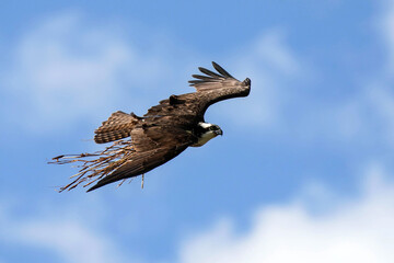 Osprey - Nest Material