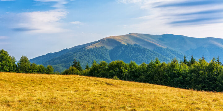 beautiful mountain view of carpathian alps. idyllic scenery with green meadows and beech forest on the hill. panorama of nature landscape in evening light. svydovets mountain ridge, ukraine