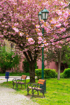 park in sakura blossom. wonderful scenery in spring. hanami season in ukraine
