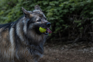  2022-05-01 A LONG HAIRED GERMAN SHEPARD WITH A BALL IN ITS MOUTH AND NICE EYES AT THE OFF LEASH AREA AT THE MARYMOOR PARK IN REDMOND WASHINGTON_