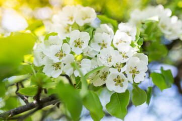 spring flowering pear trees