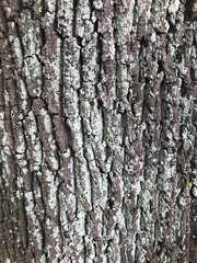 Close up of bark on a stump. Old tree. many years. carbon sink. close up of bark. macro photography. sunlight background on the bark. High quality photo