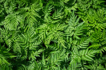 nature plant wallpaper spring leaf