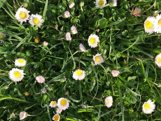 Beautiful blooming daisies in green grass at sunrise. Photo of daisies in the green grass in the park. Colorful spring meadow flowers illuminated by the sun.