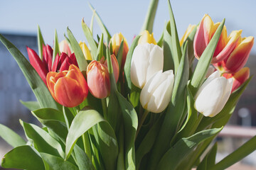 Close-up of a bouquet of tulips 