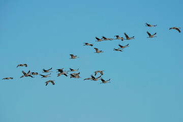 Sandhill Cranes - New Mexico
