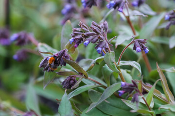 Medical plant Lungwort