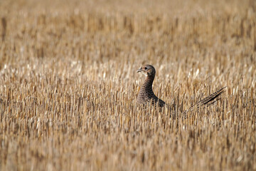 Ring-necked Pheasant - Hen