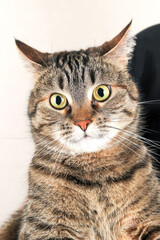 Fototapeta na wymiar Close-up portrait of a striped cat
