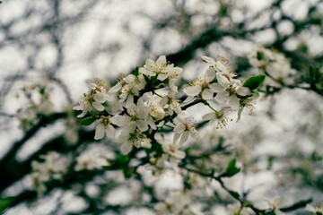 Flowering fruit tree, white, green