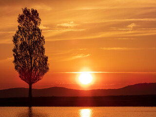 sunset with tree and sun in the background