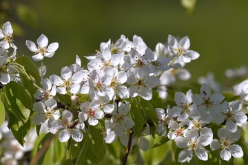 A branch of a wild pear tree with white flowers on a spring sunny day on a blurred background of nature close-up. Pear blossom.