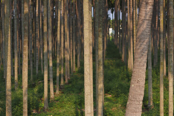 Bamboo trees with blurry background