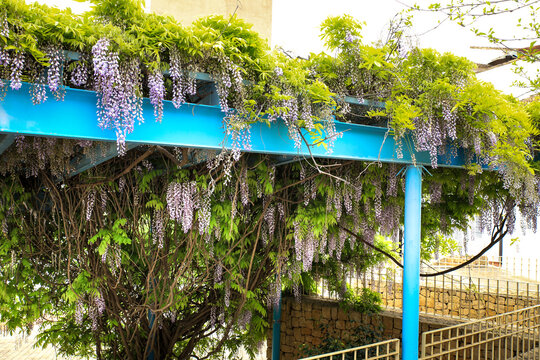 Wisteria plant hanging in a garden