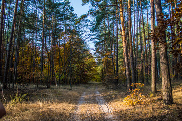 Forest road in Pushcha-Voditsa
