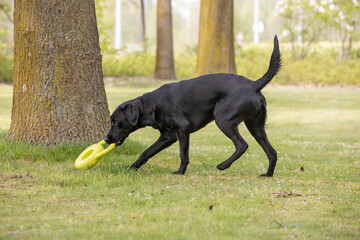 Spelen in het park