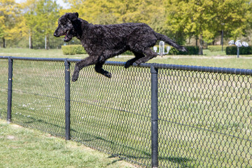 Springen over het hek