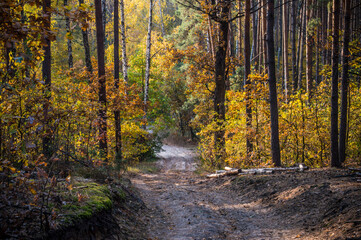 Forest road in Pushcha-Voditsa