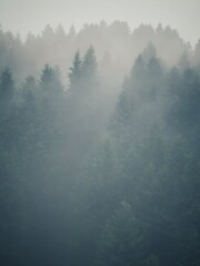 misty morning in the forest