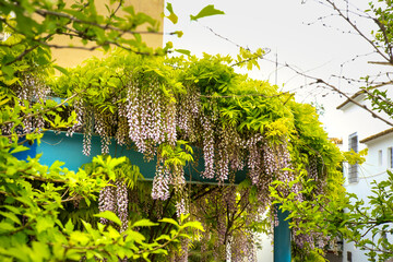 Wisteria plant hanging in a garden