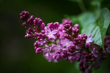 Purple lilac flowers bloom in the garden, in rainy weather