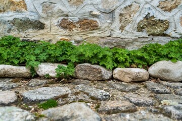 Geranium planted next to a wall