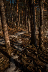 Forest track with traces of snow.