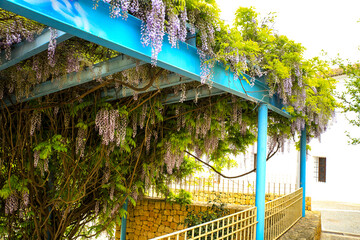 Wisteria plant hanging in a garden