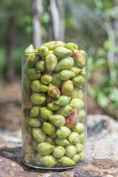 Jar of Kakdu Plums