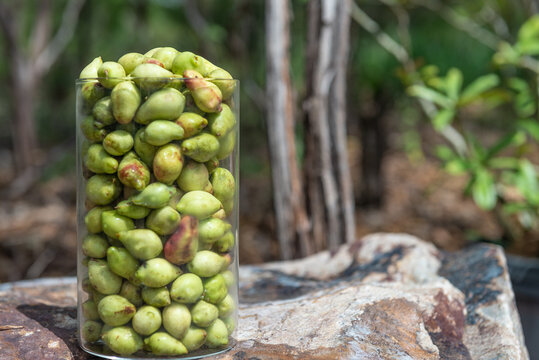 Jar of Kakdu Plums
