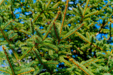 Green spruce in the park. Early spring in the city park. A tree against a blue sky.