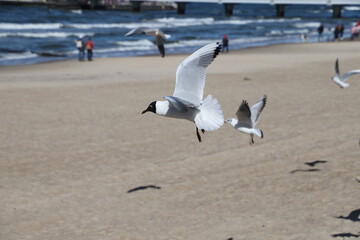 seagulls in flight