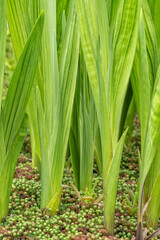 Obraz premium Gladiolus sprout from the ground in spring