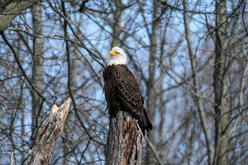American Bald Eagle - Delaware