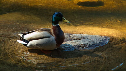 Male mallard on Devils Lake in Bohemian Forest,Klatovy district,West Bohemia,Czech Republic,Europe,Central Europe
