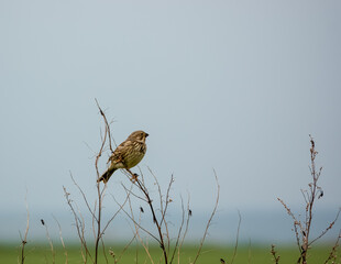 a skylark (Alauda arvensis) sat high in spring time tree branches