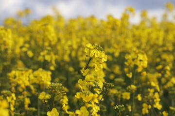 yellow rapeseed field