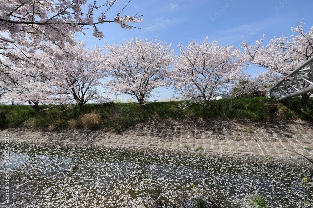 Poster 奈良県安堵町　岡崎川の桜並木とユキヤナギ