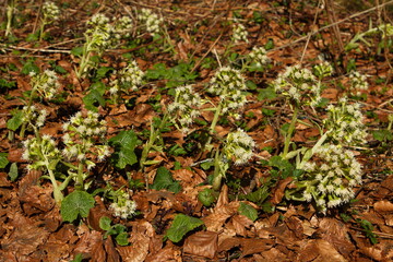 White butterbur in Bohemian Forest,Klatovy district,Plzen region,West Bohemia,Czech Republic,Europe,Central Europe
