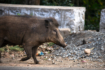 Wild Indian boar trotting over the road - closeup shot