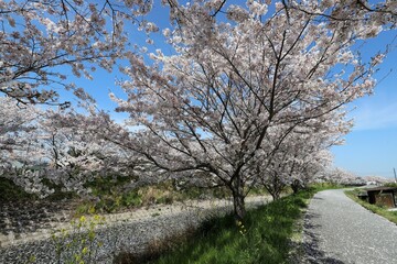 Fototapeta na wymiar 奈良県安堵町　岡崎川の桜並木とユキヤナギ