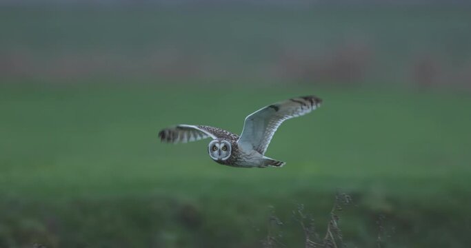 Short-eared owl flying