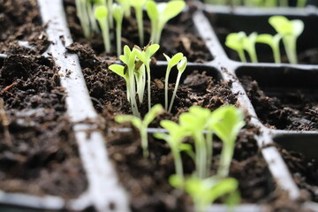 seedlings in trey