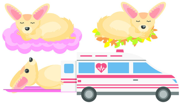 Set Abstract Collection Flat Cartoon Different Animal Fenech Taken Away In An Aambulance, Sleeping On The Leaves, Sleeping On A Cloud Vector Design Style Elements Fauna Wildlife