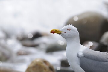 Seagull at the Black sea coast