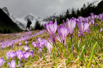 Obraz premium Alpine scenic landscape with purple crocus flowers in spring season on Sambata Valley in Fagaras mountains,Sibiu, Romania.