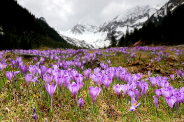 Alpine scenic landscape with purple crocus flowers in spring season on Sambata Valley in Fagaras mountains,Sibiu, Romania.