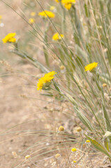 yellow flowers in the grass